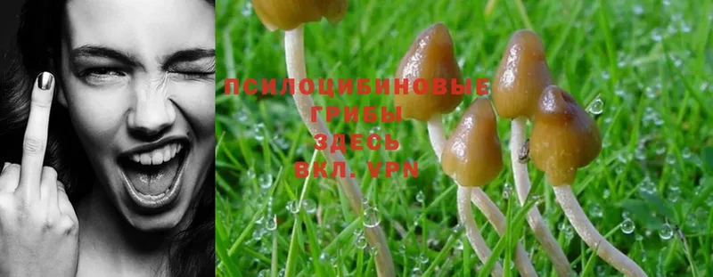 Галлюциногенные грибы Psilocybe  Павловский Посад 